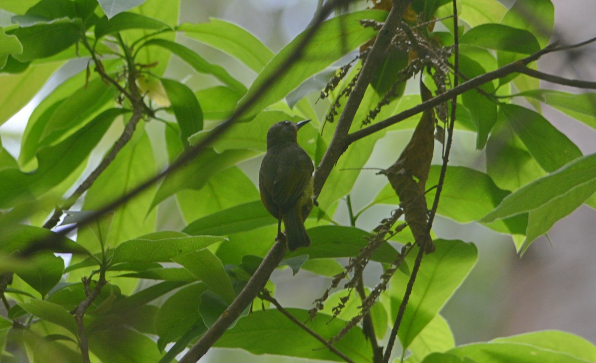 Ruby-cheeked Sunbird - ML616615917