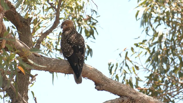 Whistling Kite - ML616615919