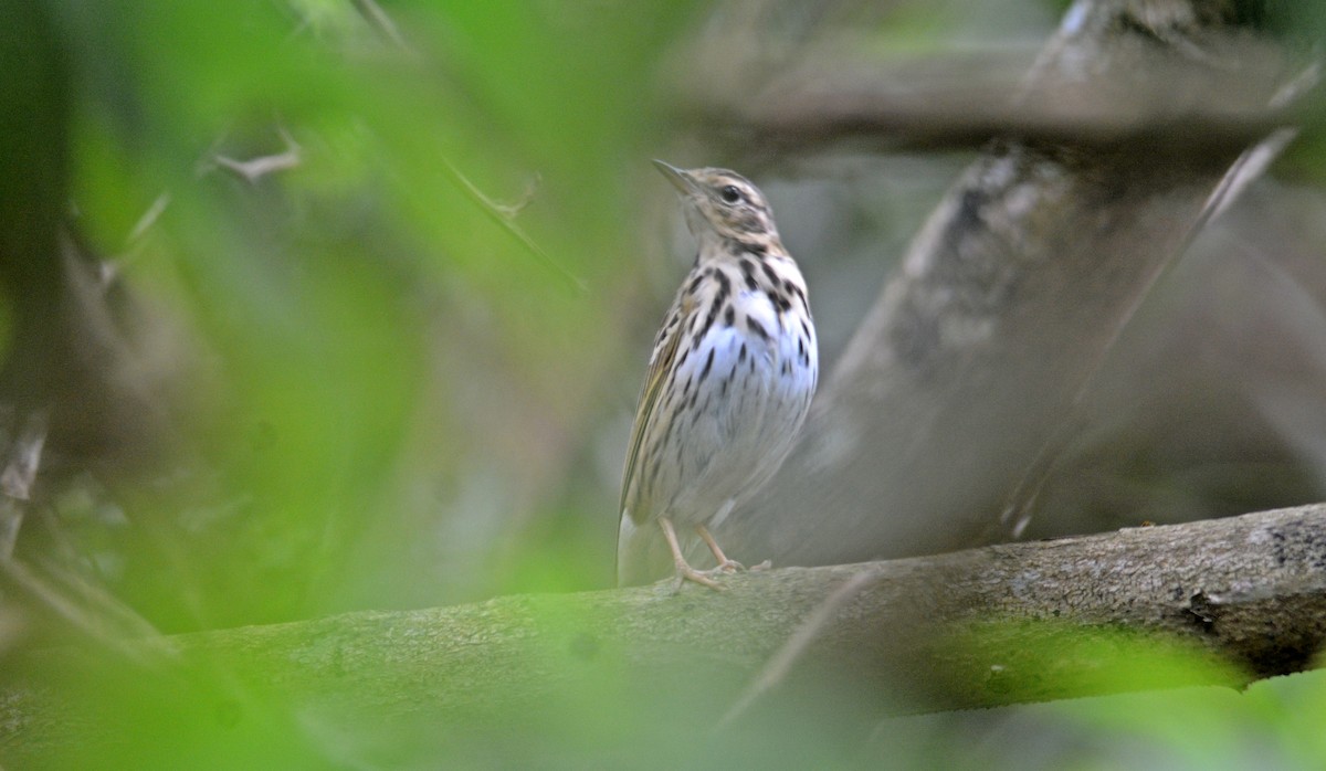 Olive-backed Pipit - ML616615920