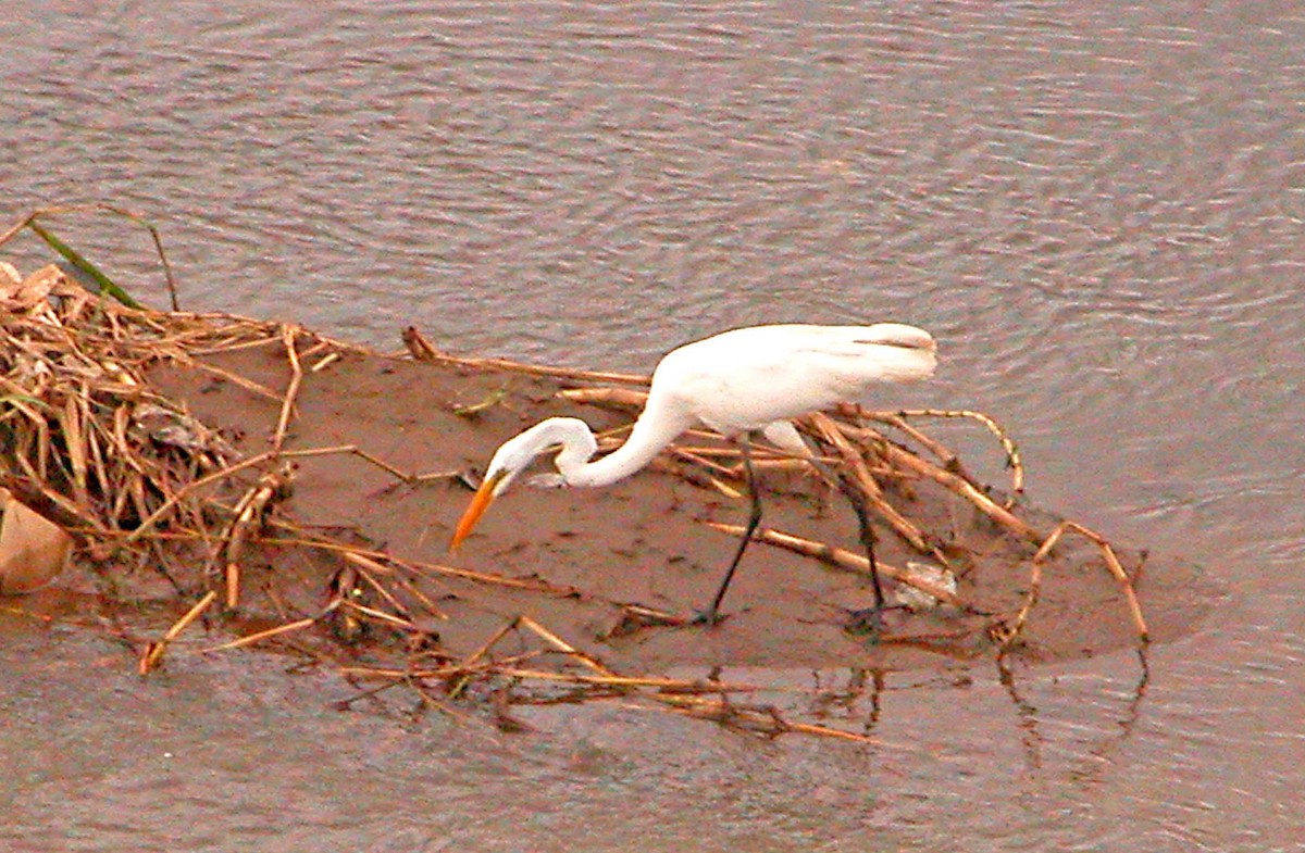 Great Egret - Ricardo Santamaria