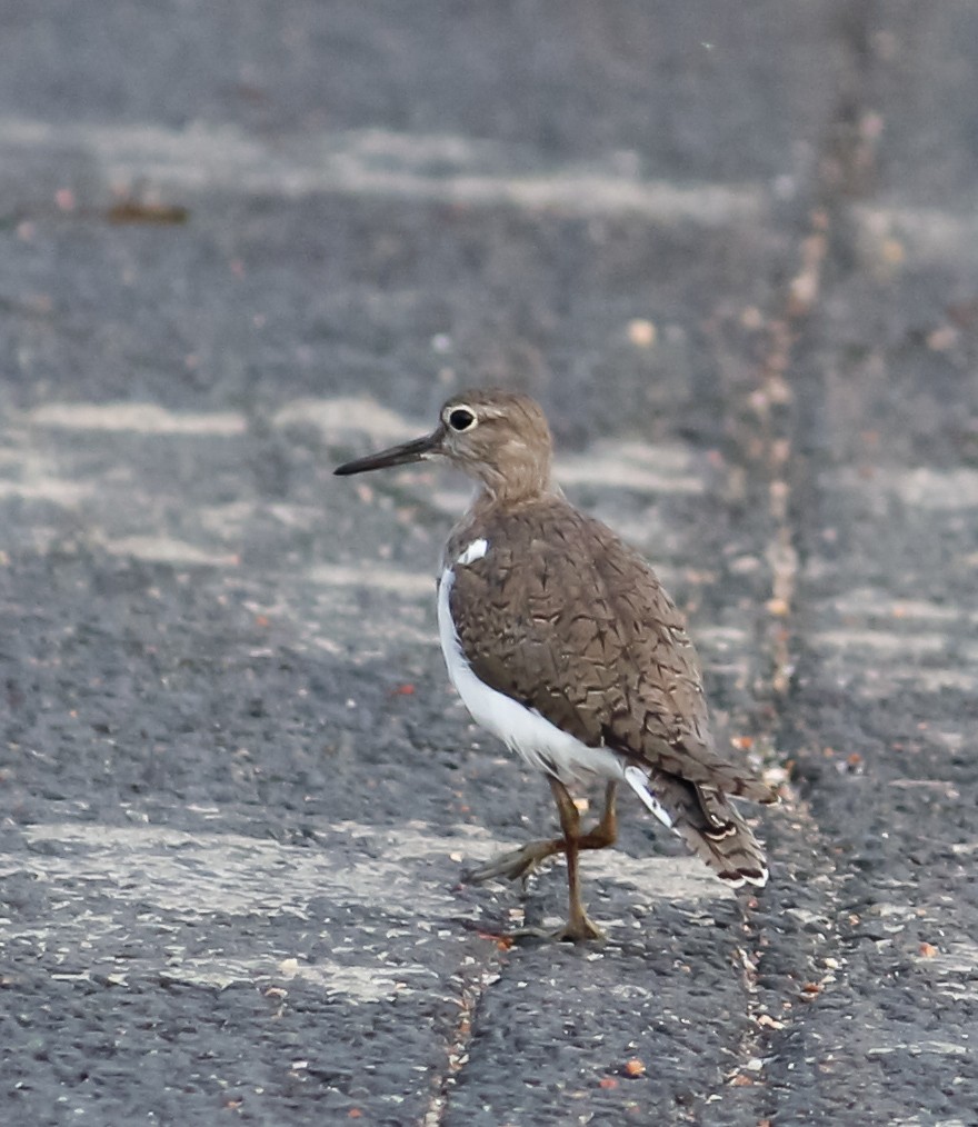 Common Sandpiper - ML616615960