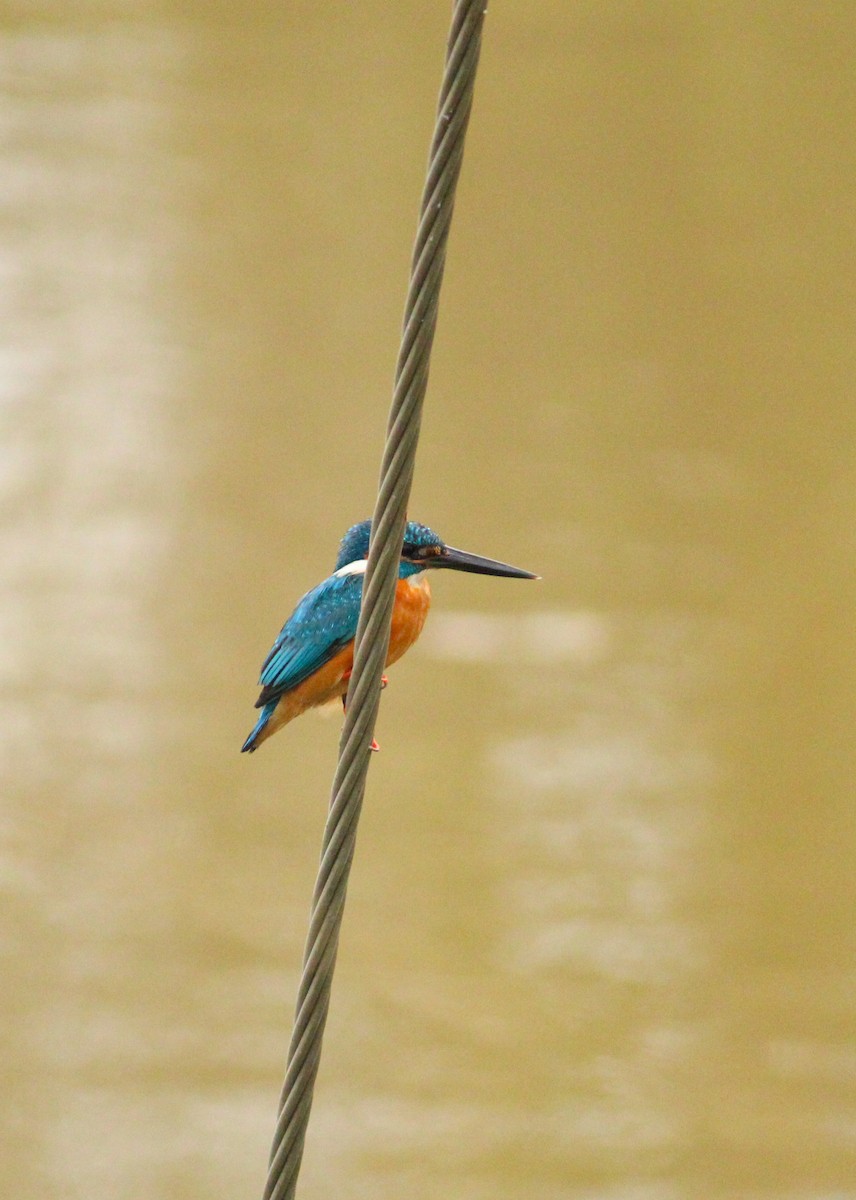 Common Kingfisher - ML616615969