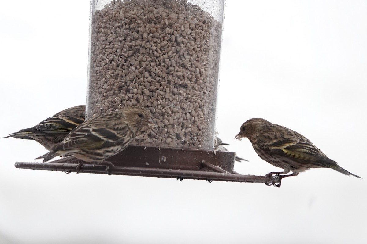 Pine Siskin (Northern) - ML616615971