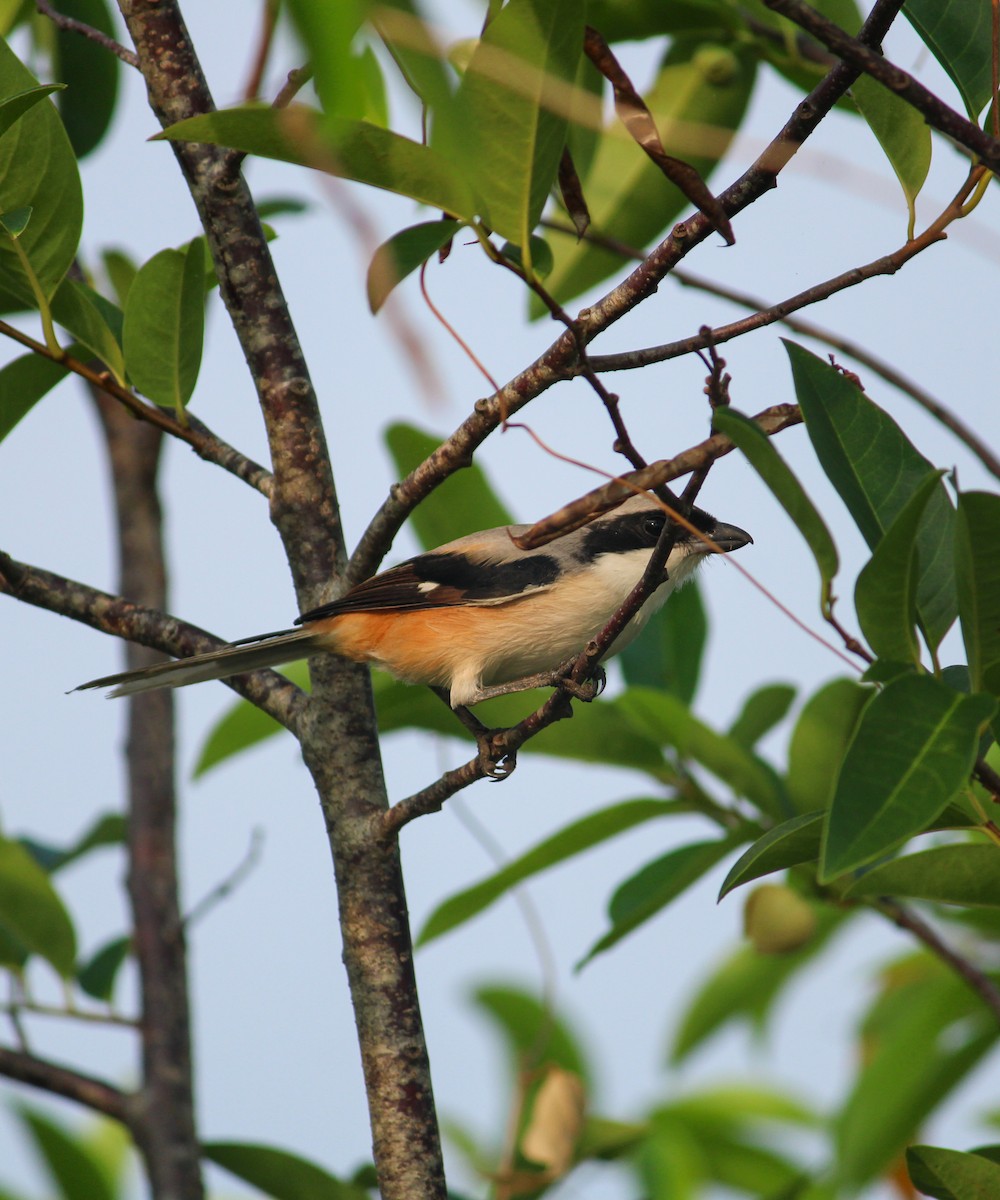 Long-tailed Shrike - Vishnu TS