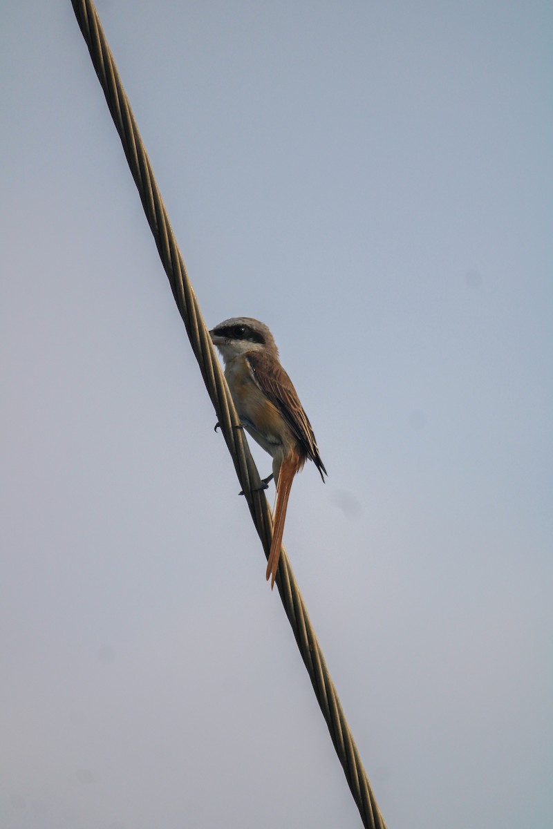 Brown Shrike - ML616615974