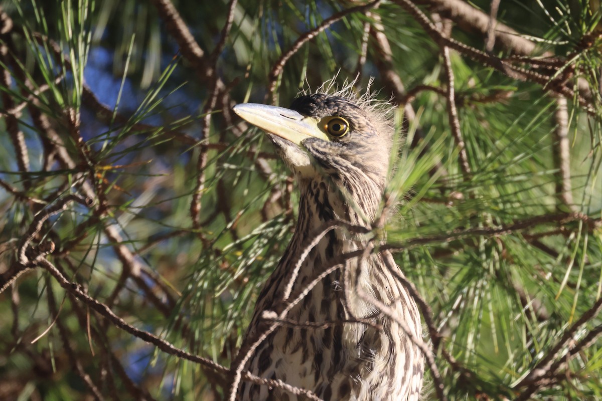 Nankeen Night Heron - GEOFFREY SHINKFIELD