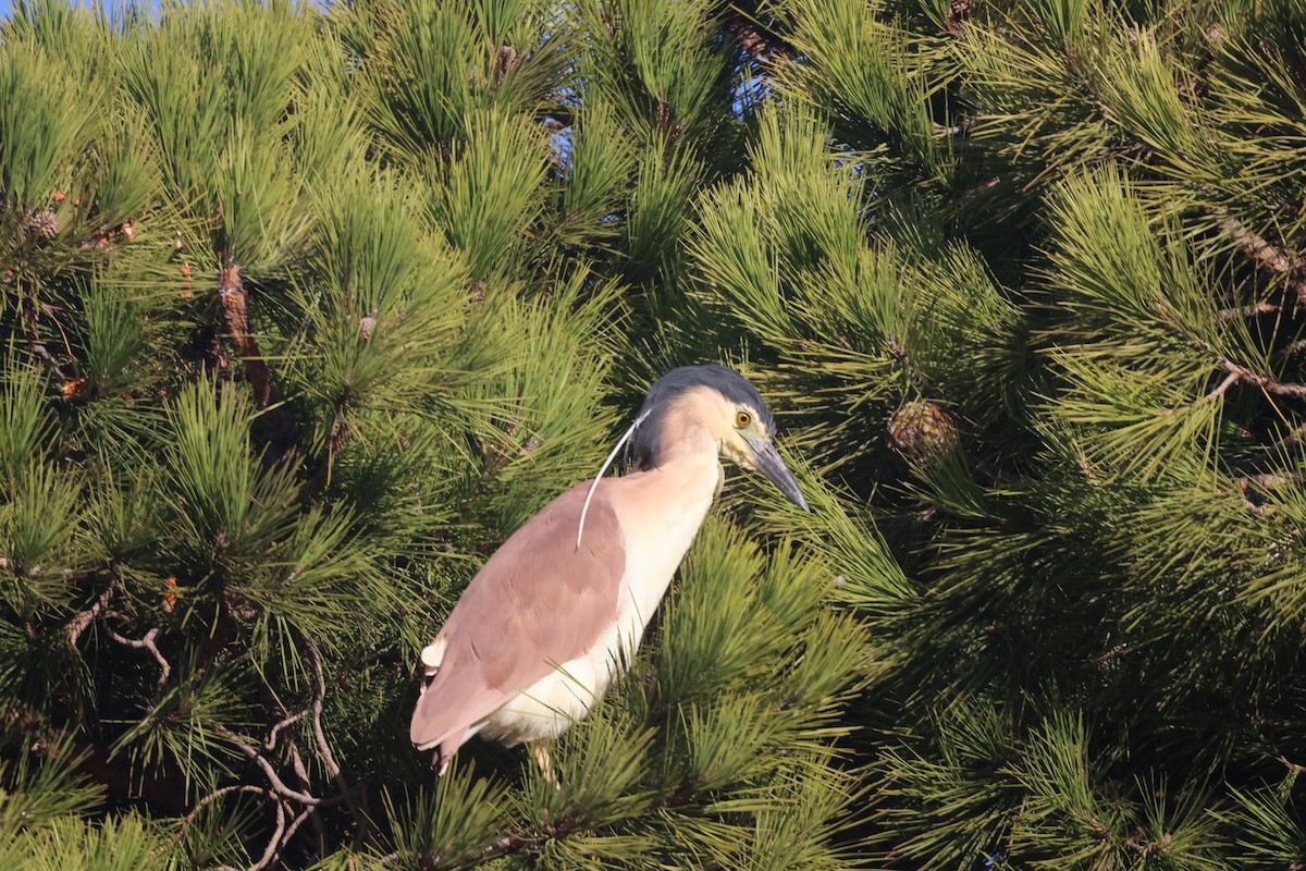 Nankeen Night Heron - ML616615999