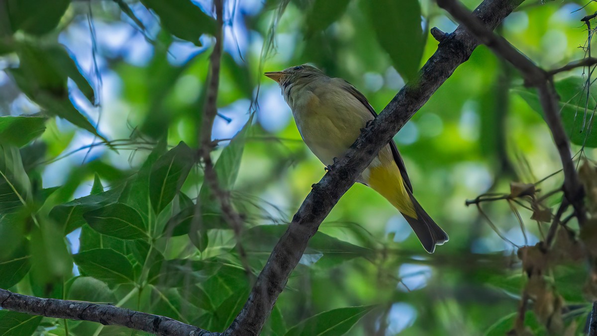 Western Tanager - ML616616049