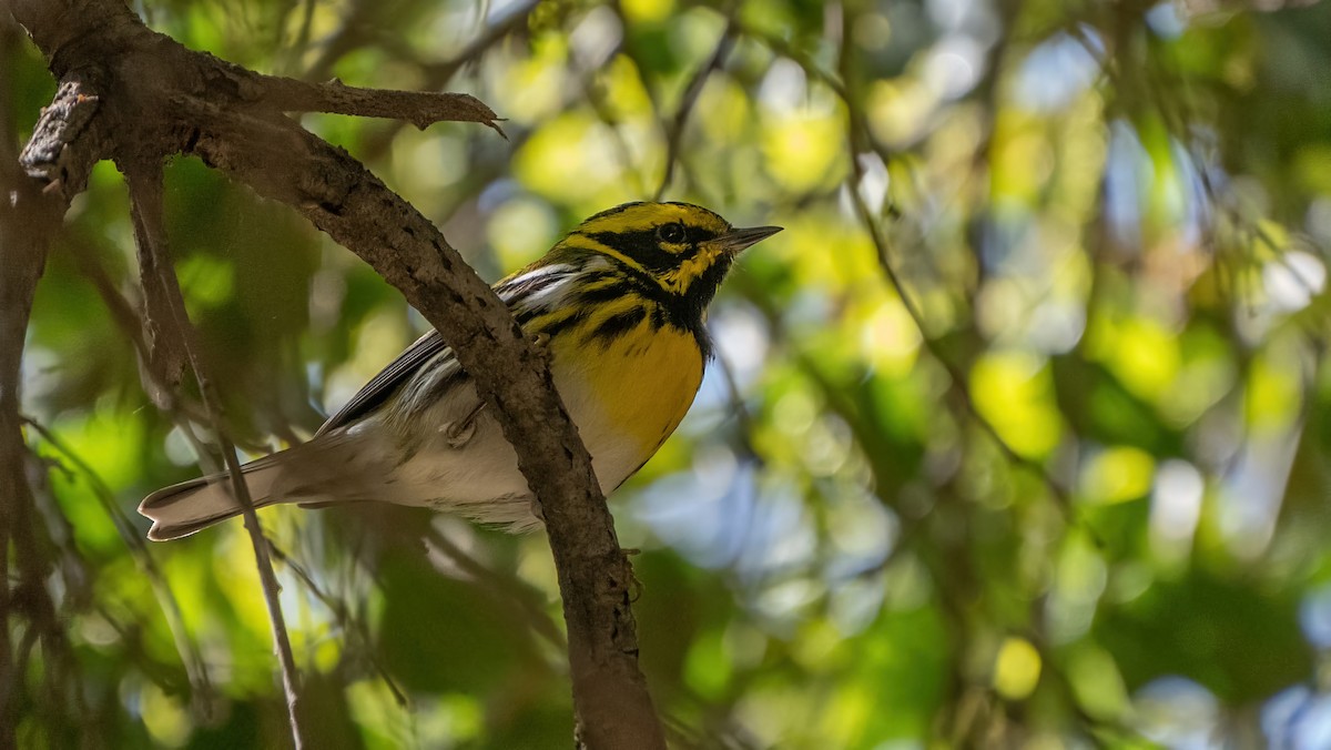 Townsend's Warbler - ML616616050