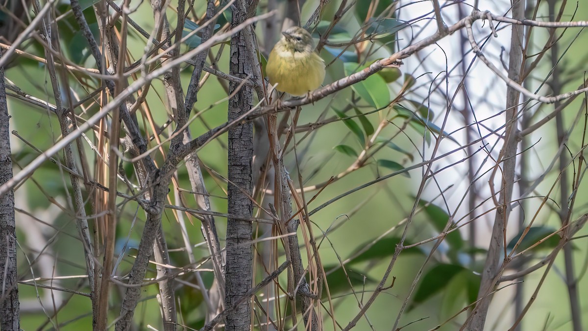 Orange-crowned Warbler - ML616616051