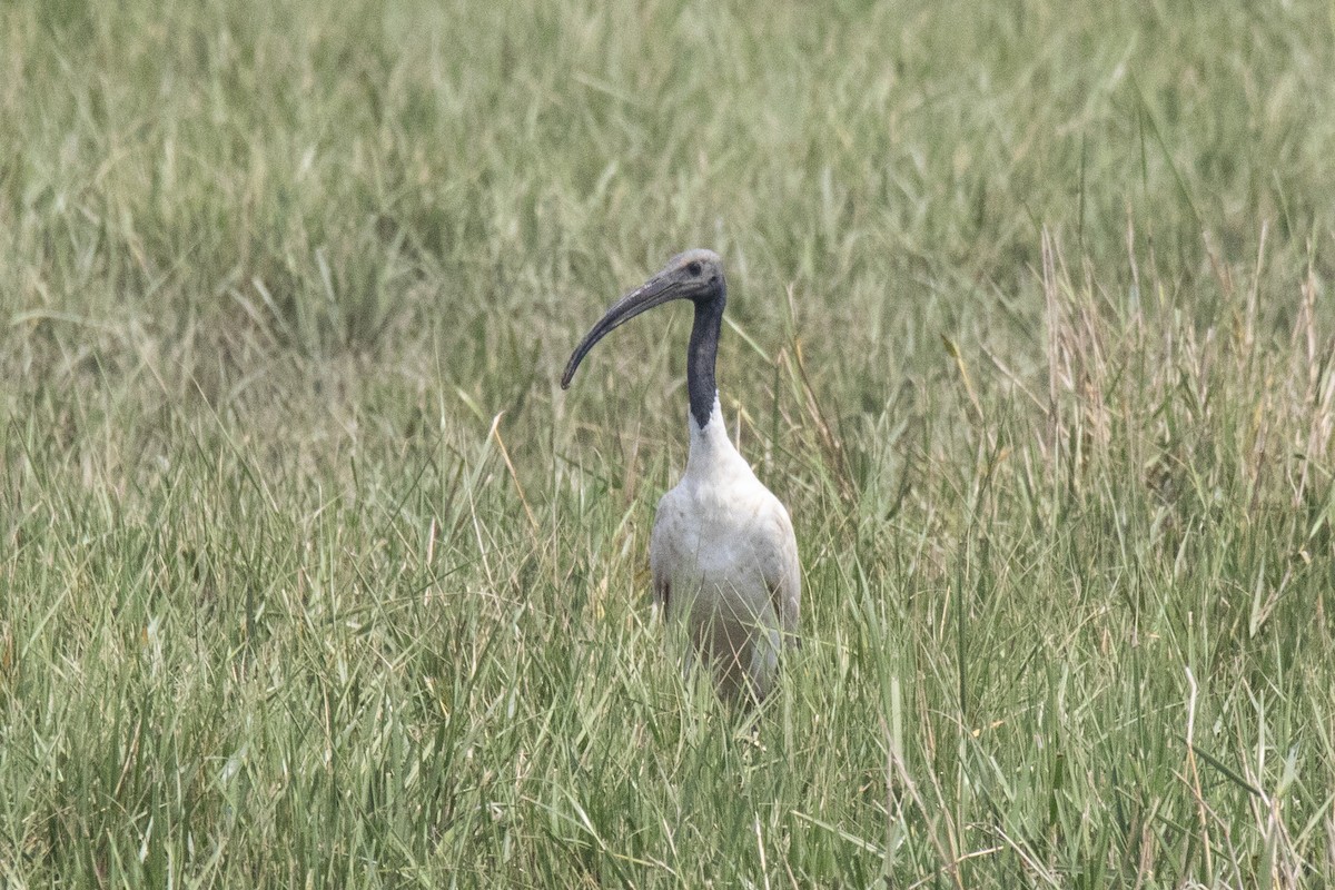ibis černohlavý - ML616616069