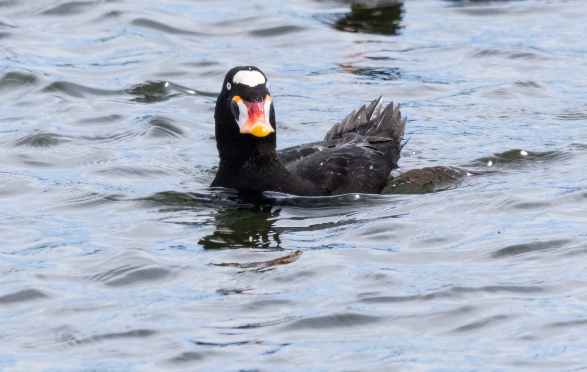 Surf Scoter - ML616616175