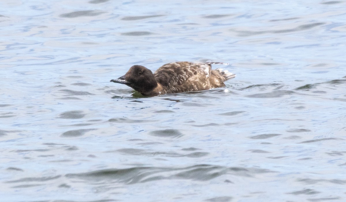 White-winged Scoter - ML616616183