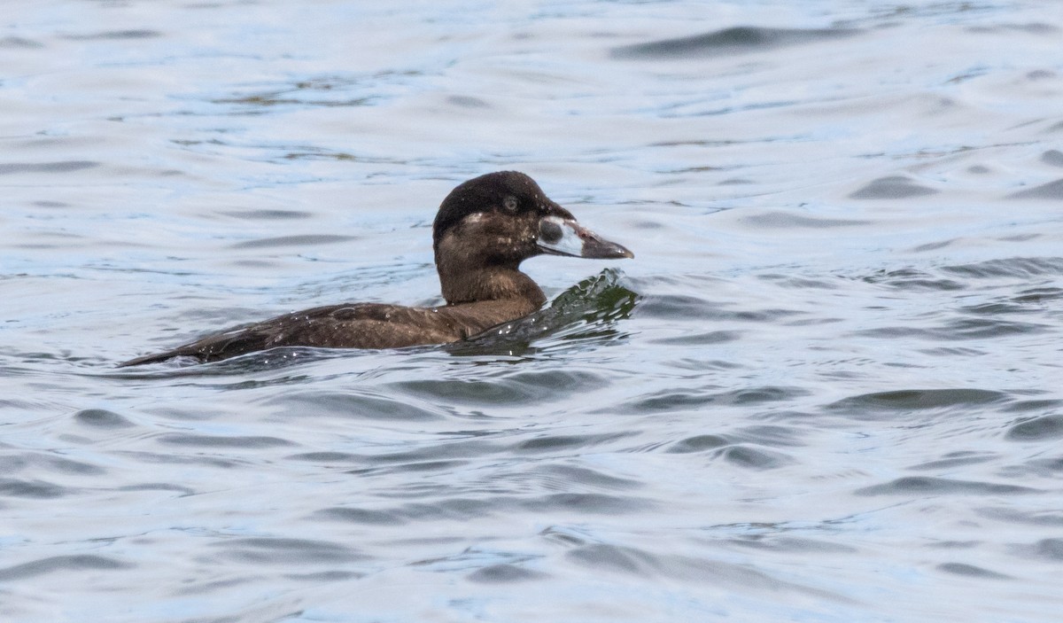 Surf Scoter - ML616616200