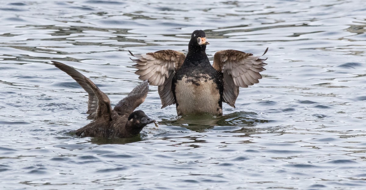 Surf Scoter - ML616616206