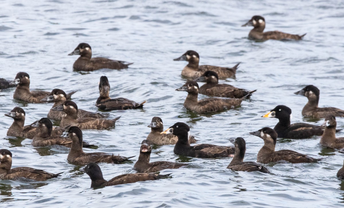 Surf Scoter - Timothy Aarons