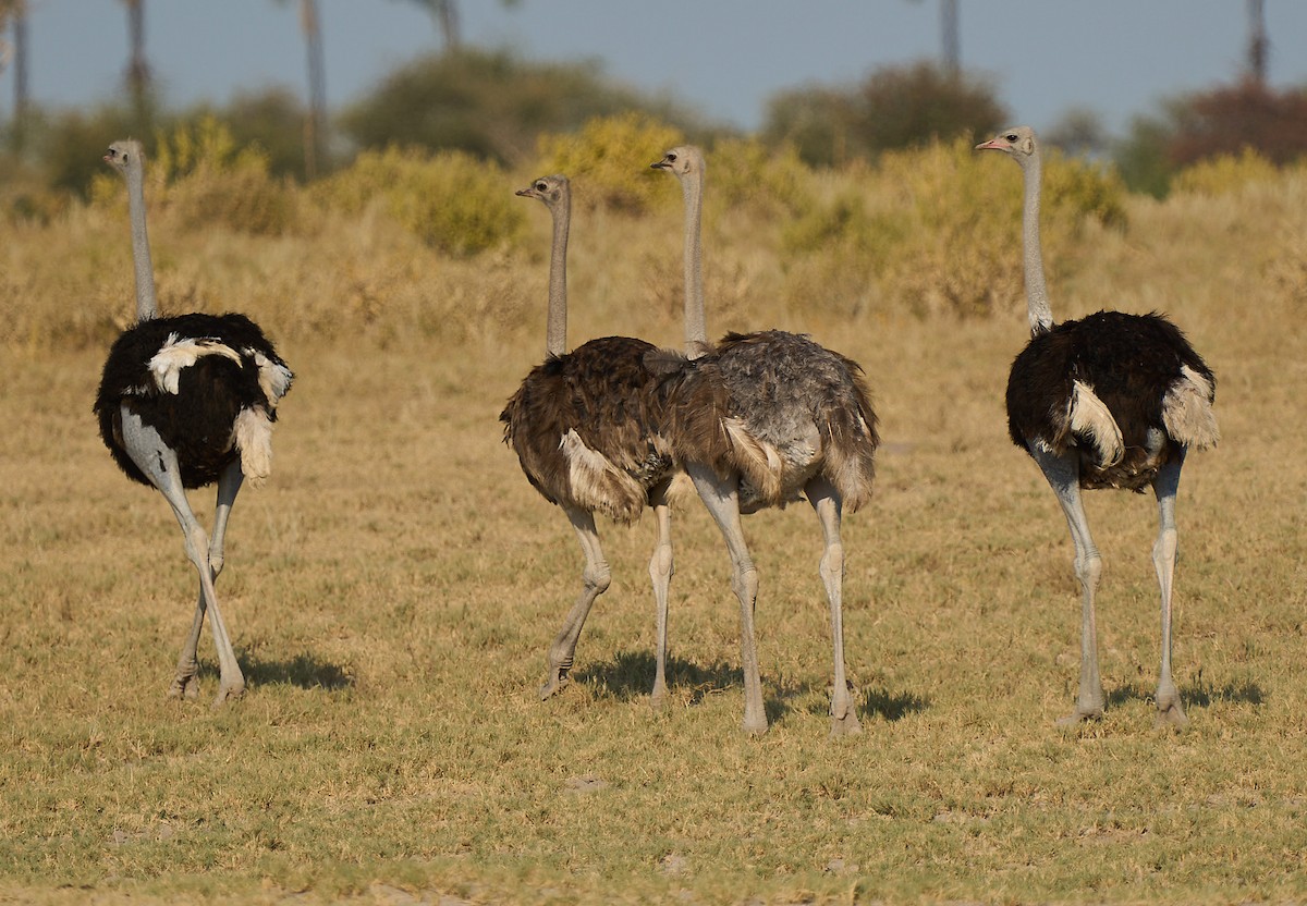 Common Ostrich - ML616616212