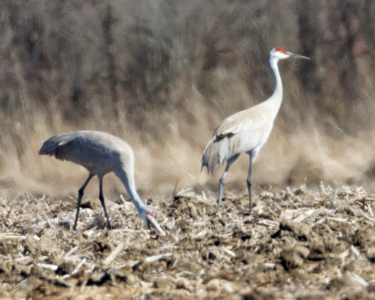 Sandhill Crane - ML616616213