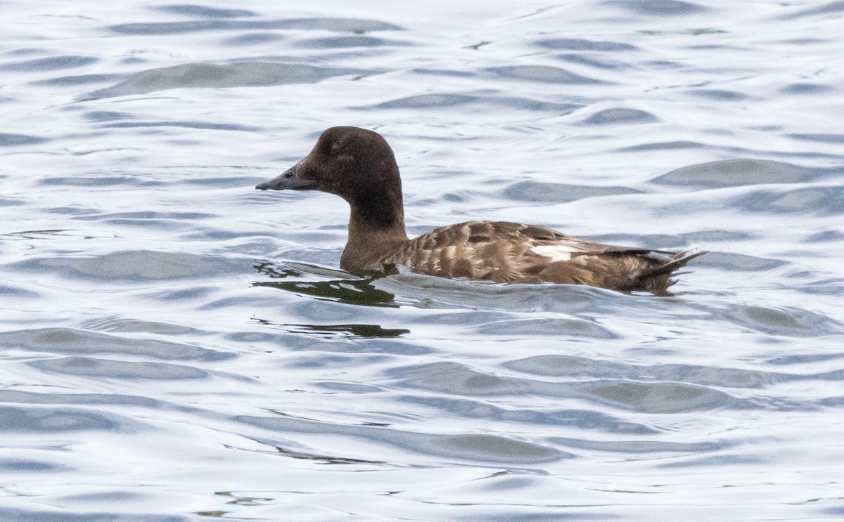 White-winged Scoter - ML616616218