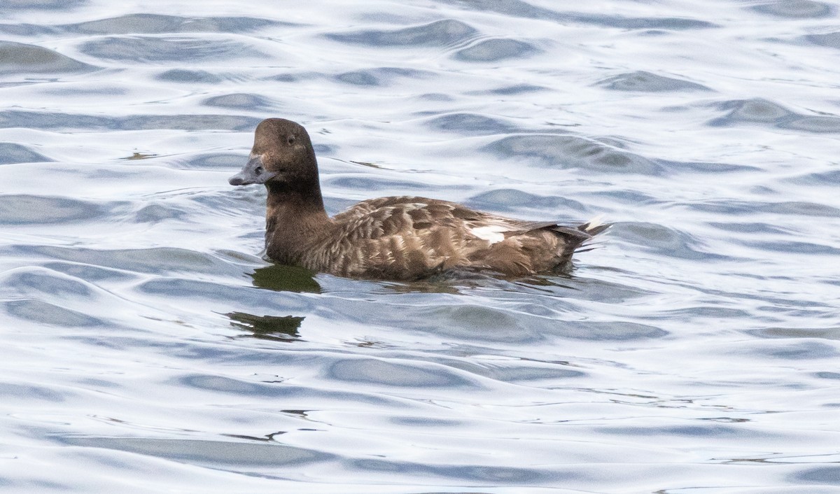 White-winged Scoter - ML616616222