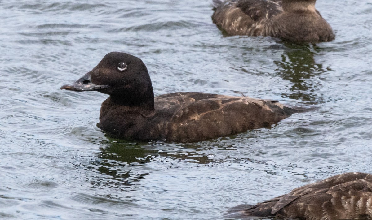 White-winged Scoter - ML616616224