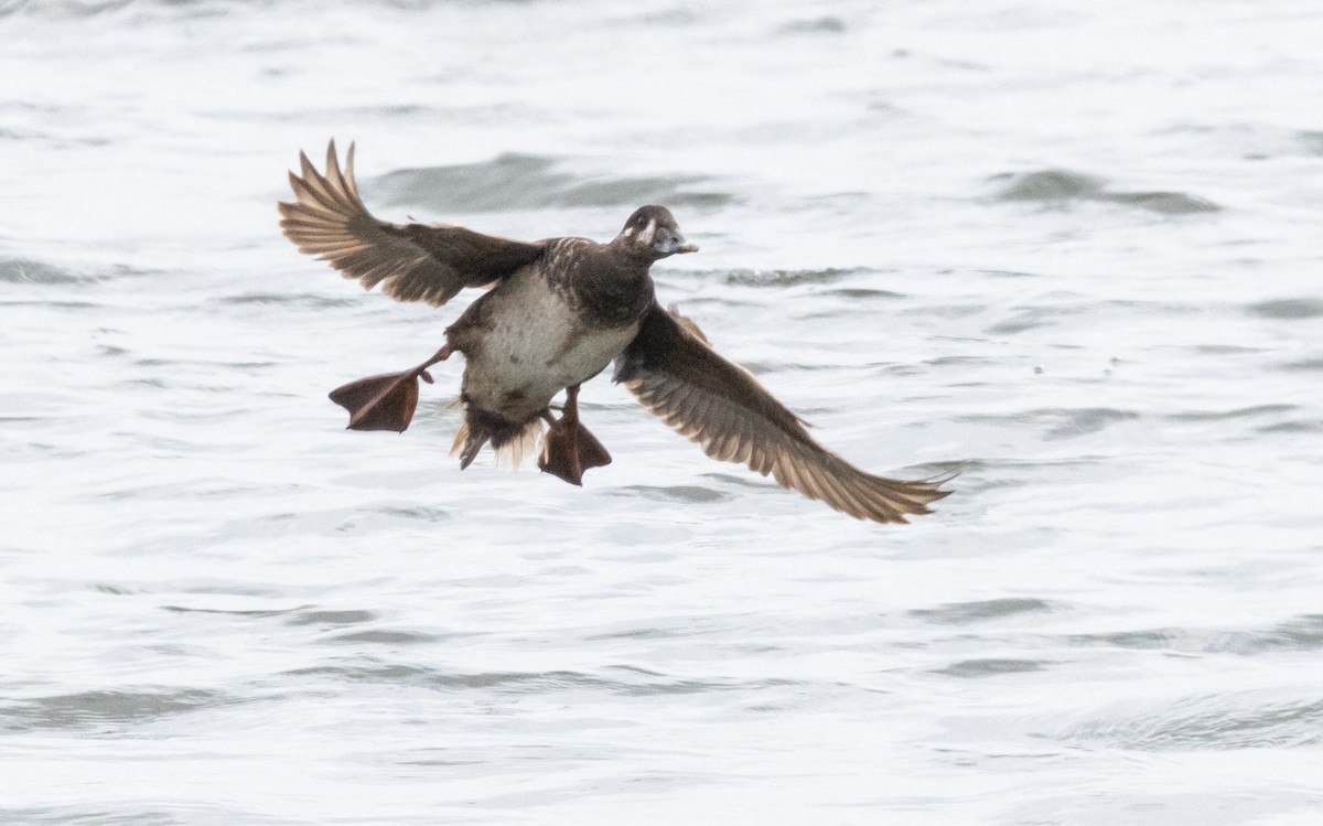 Surf Scoter - ML616616230