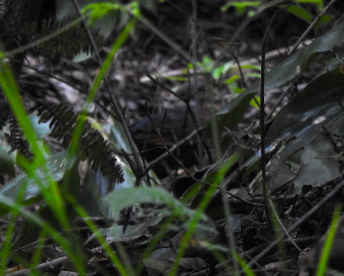 Crested Quail-Dove - ML616616298