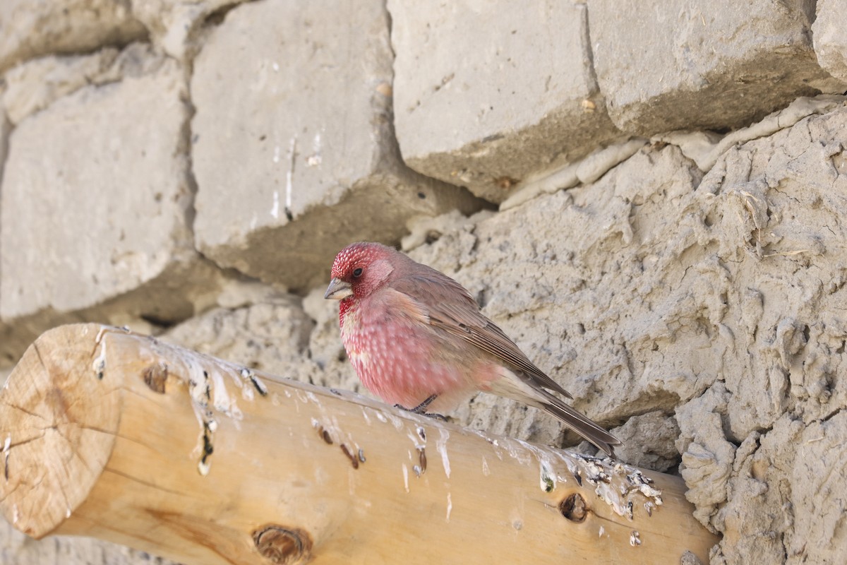 Great Rosefinch - Padma Gyalpo