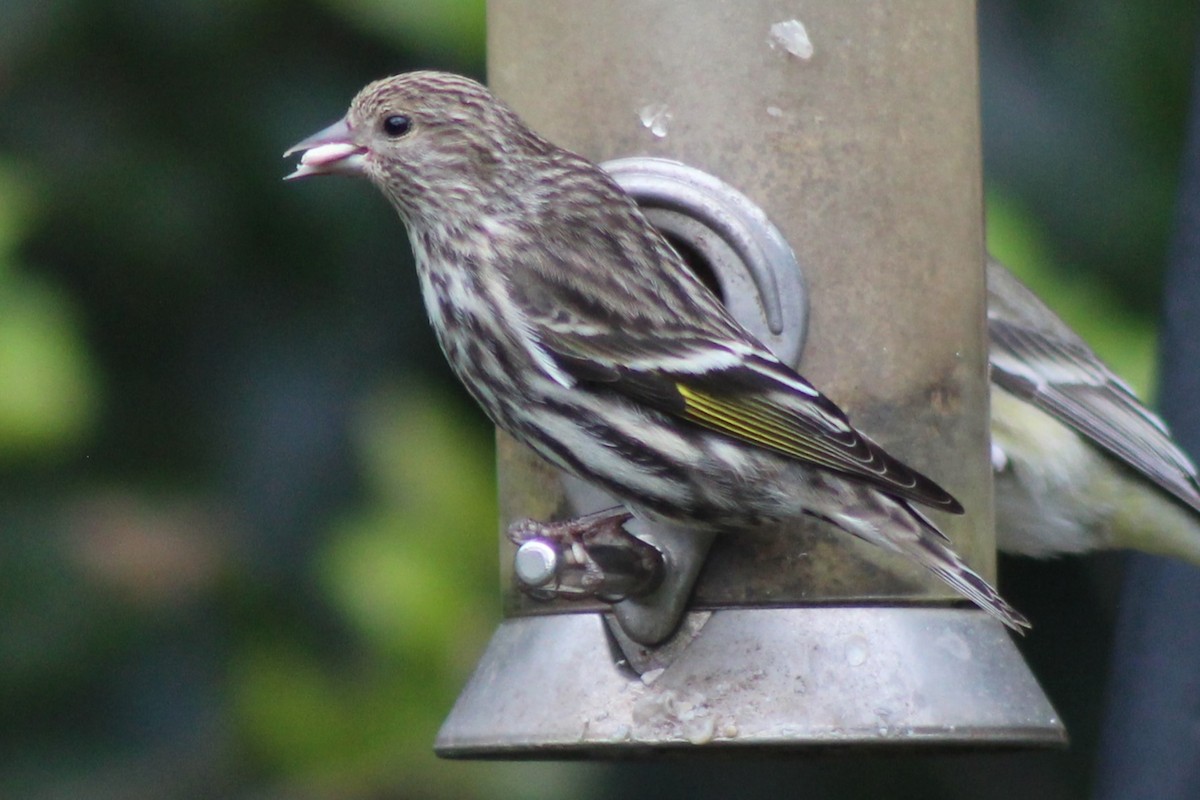 Pine Siskin - Robert Hinz