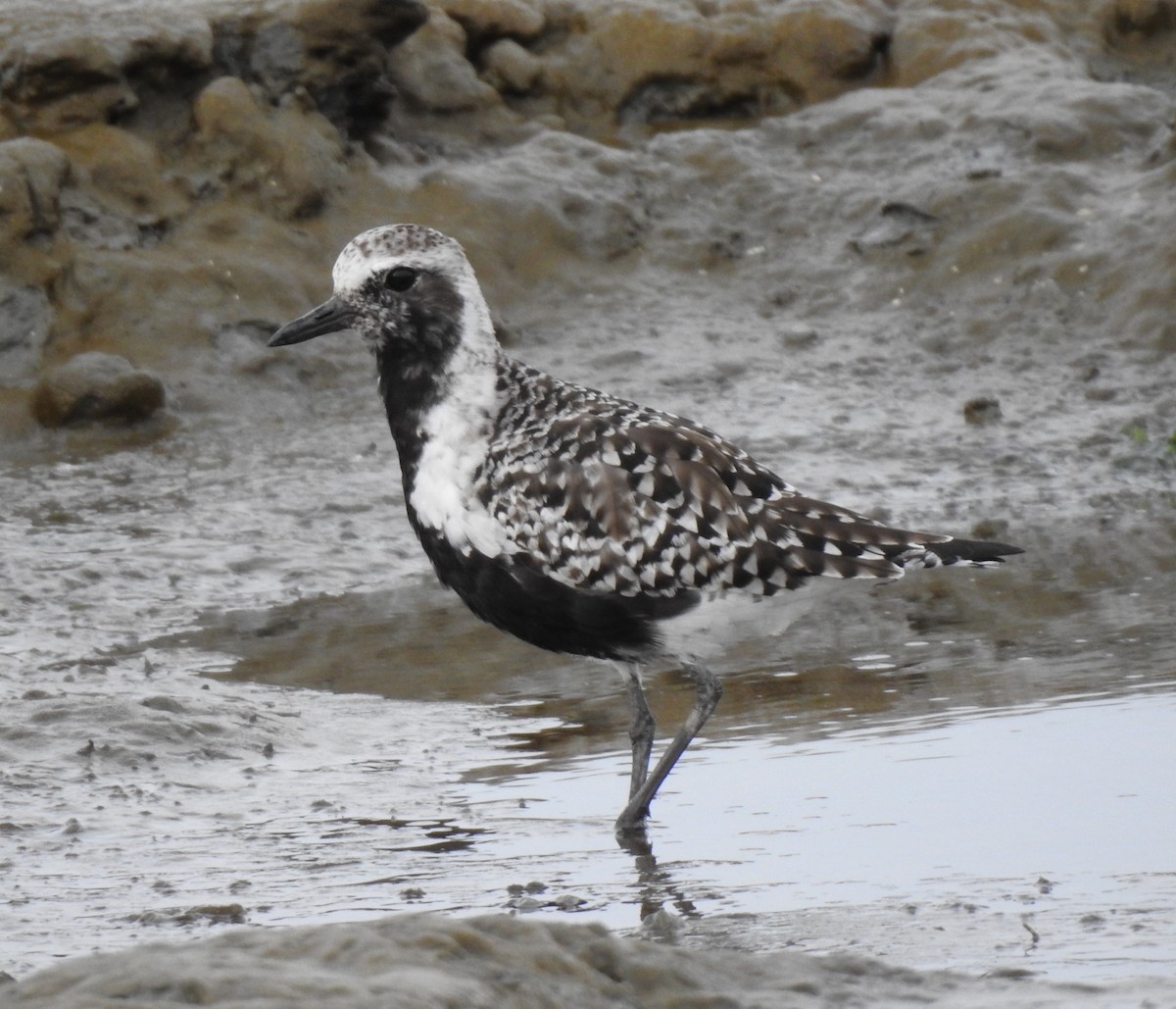 Black-bellied Plover - ML616616371