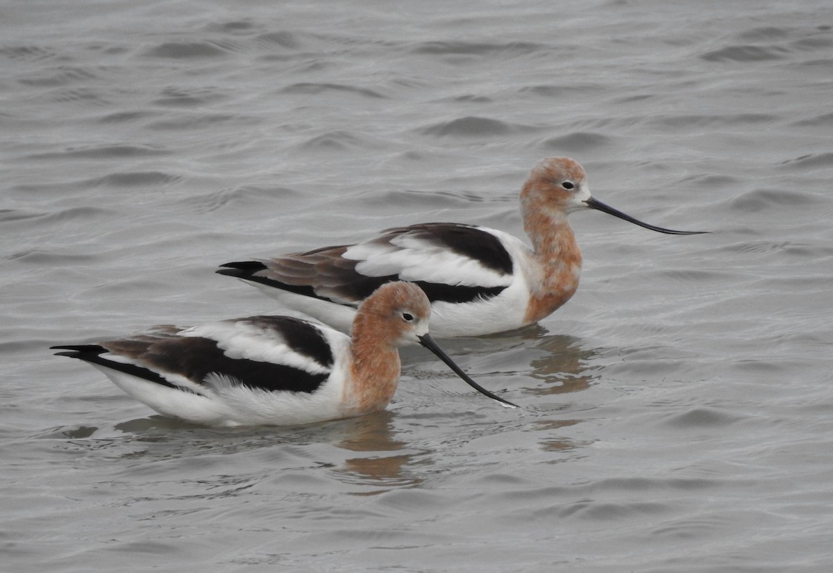 American Avocet - ML616616401