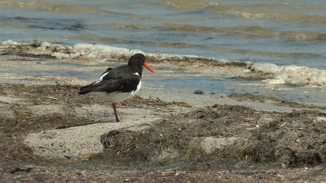 Pied Oystercatcher - ML616616420