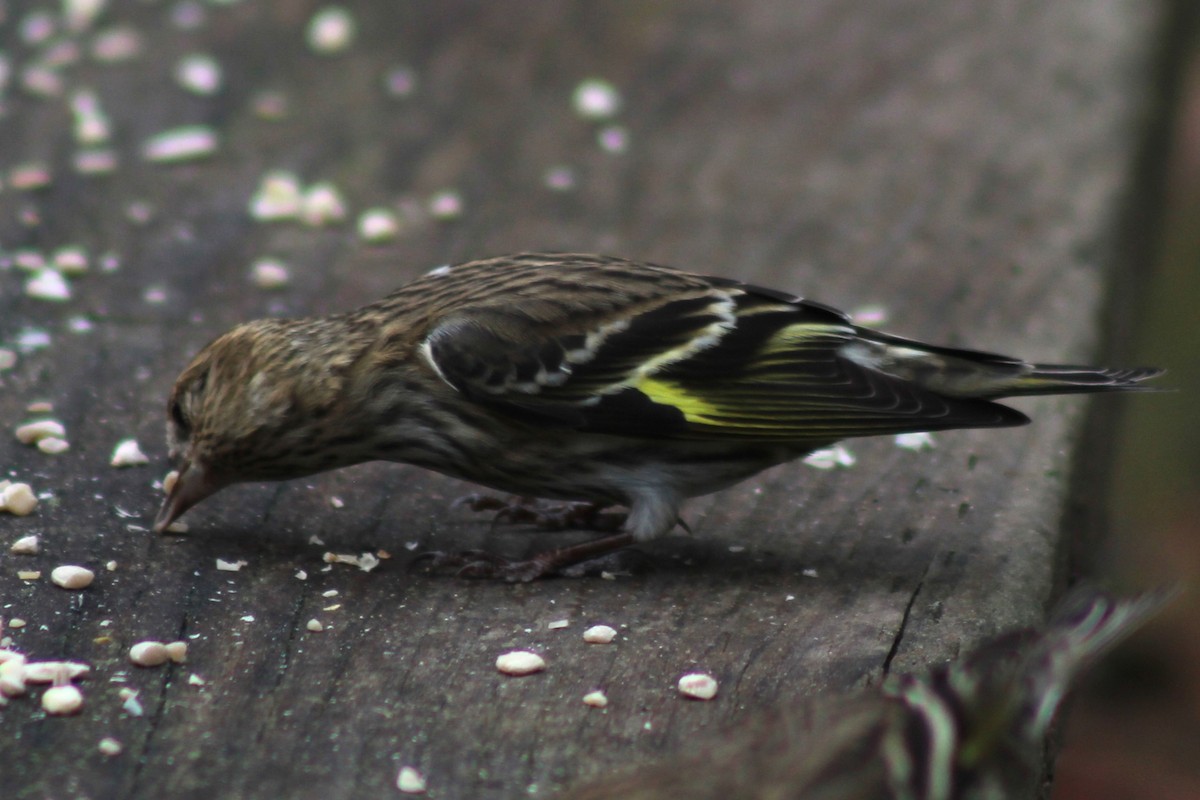 Pine Siskin - Robert Hinz