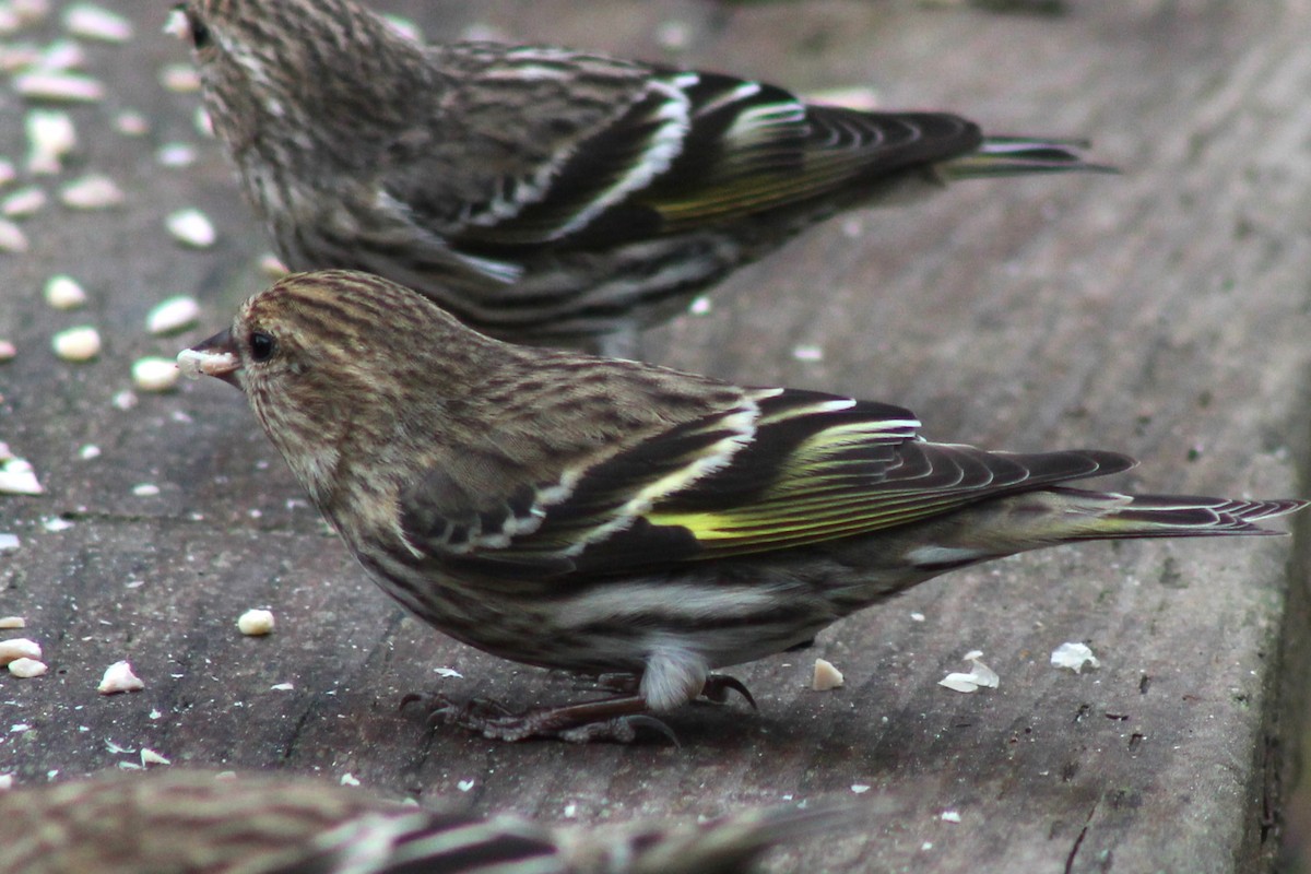 Pine Siskin - Robert Hinz