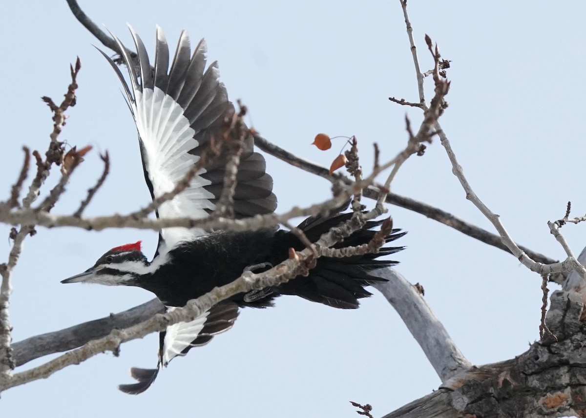 Pileated Woodpecker - ML616616457