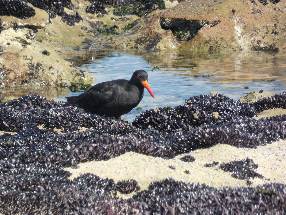 Sooty Oystercatcher - ML616616500