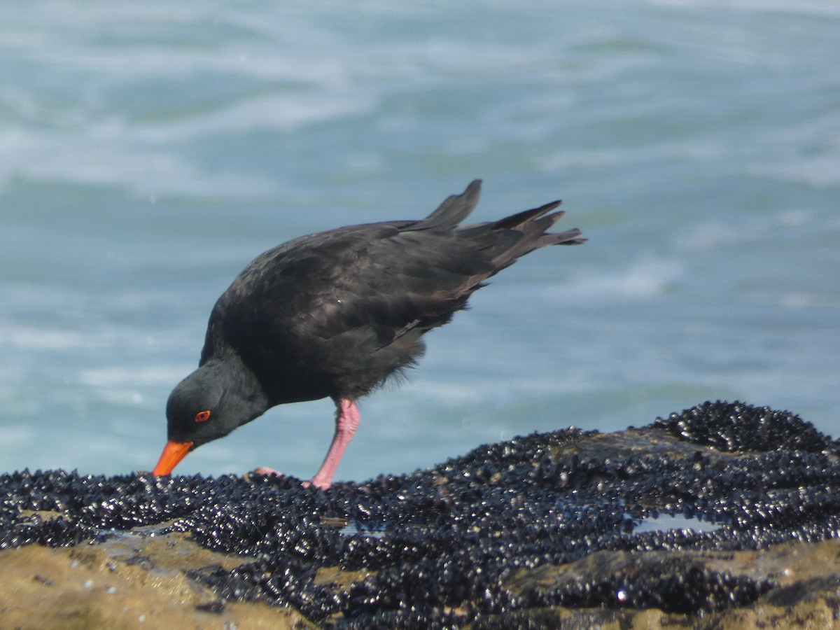 Sooty Oystercatcher - Jon Tiktin