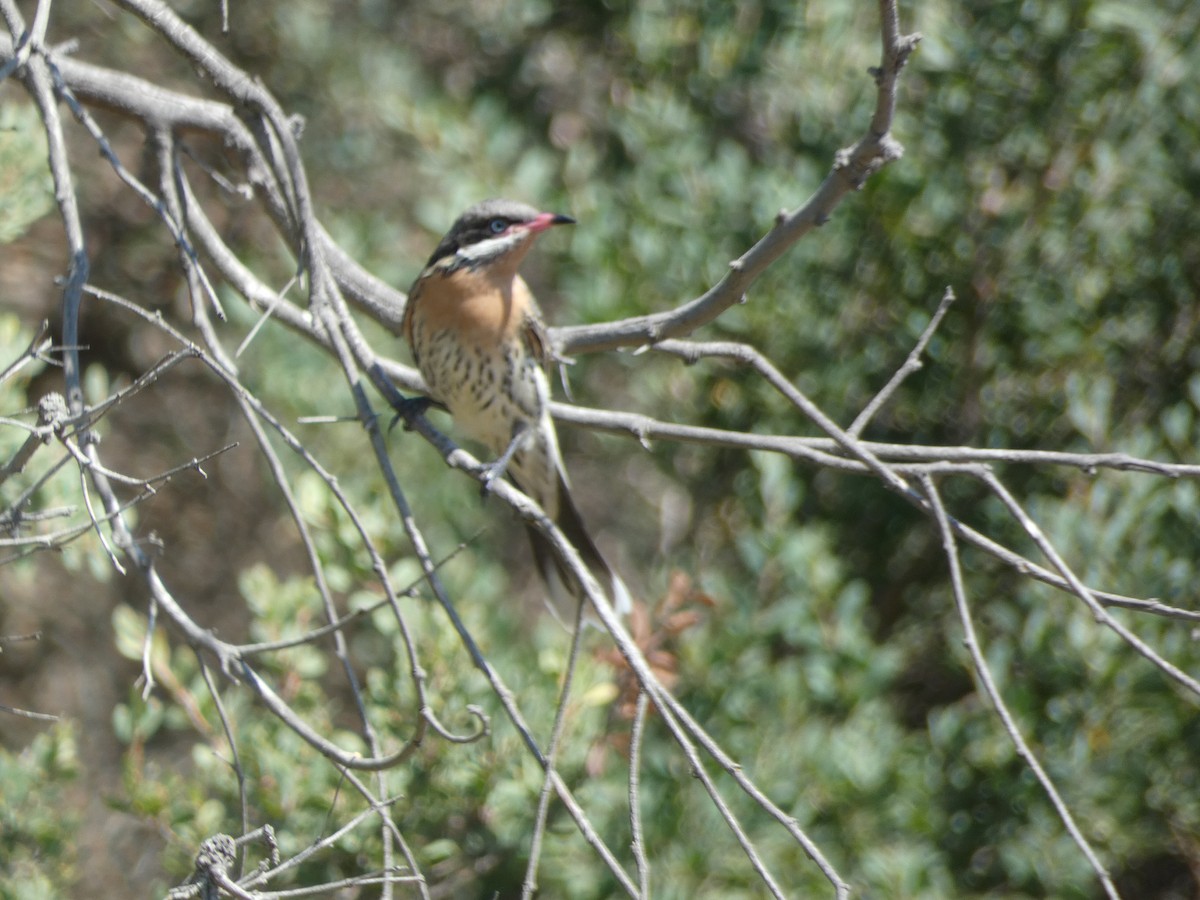 Spiny-cheeked Honeyeater - ML616616503