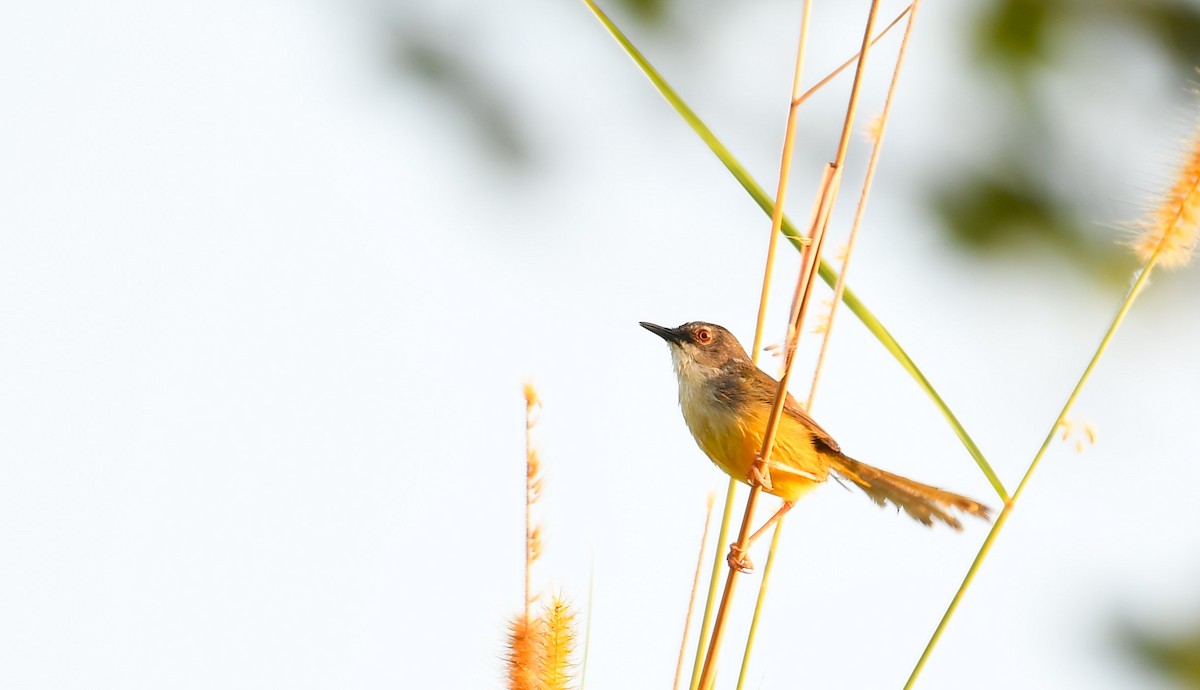 Yellow-bellied Prinia - ML616616505