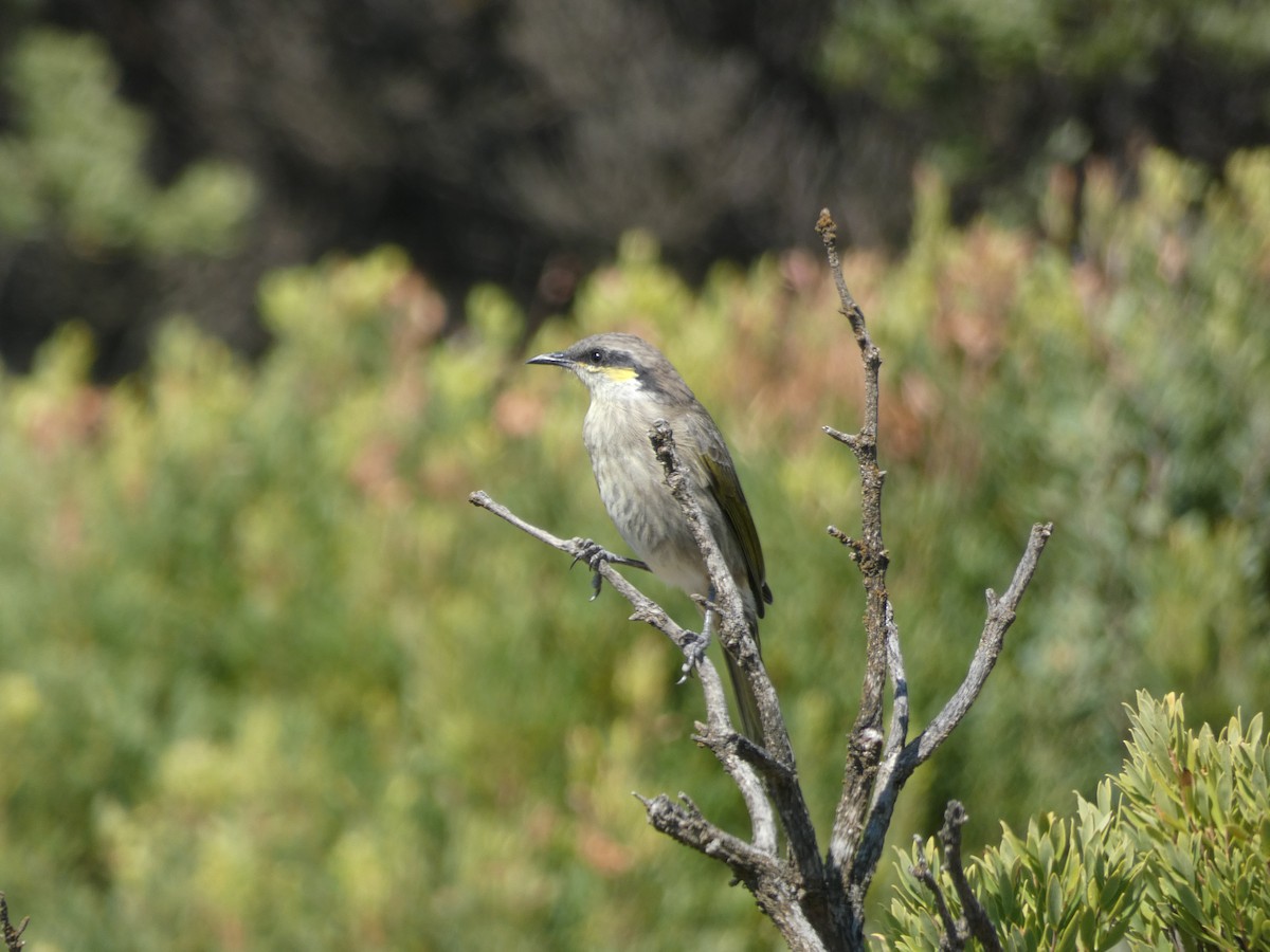 Singing Honeyeater - Jon Tiktin