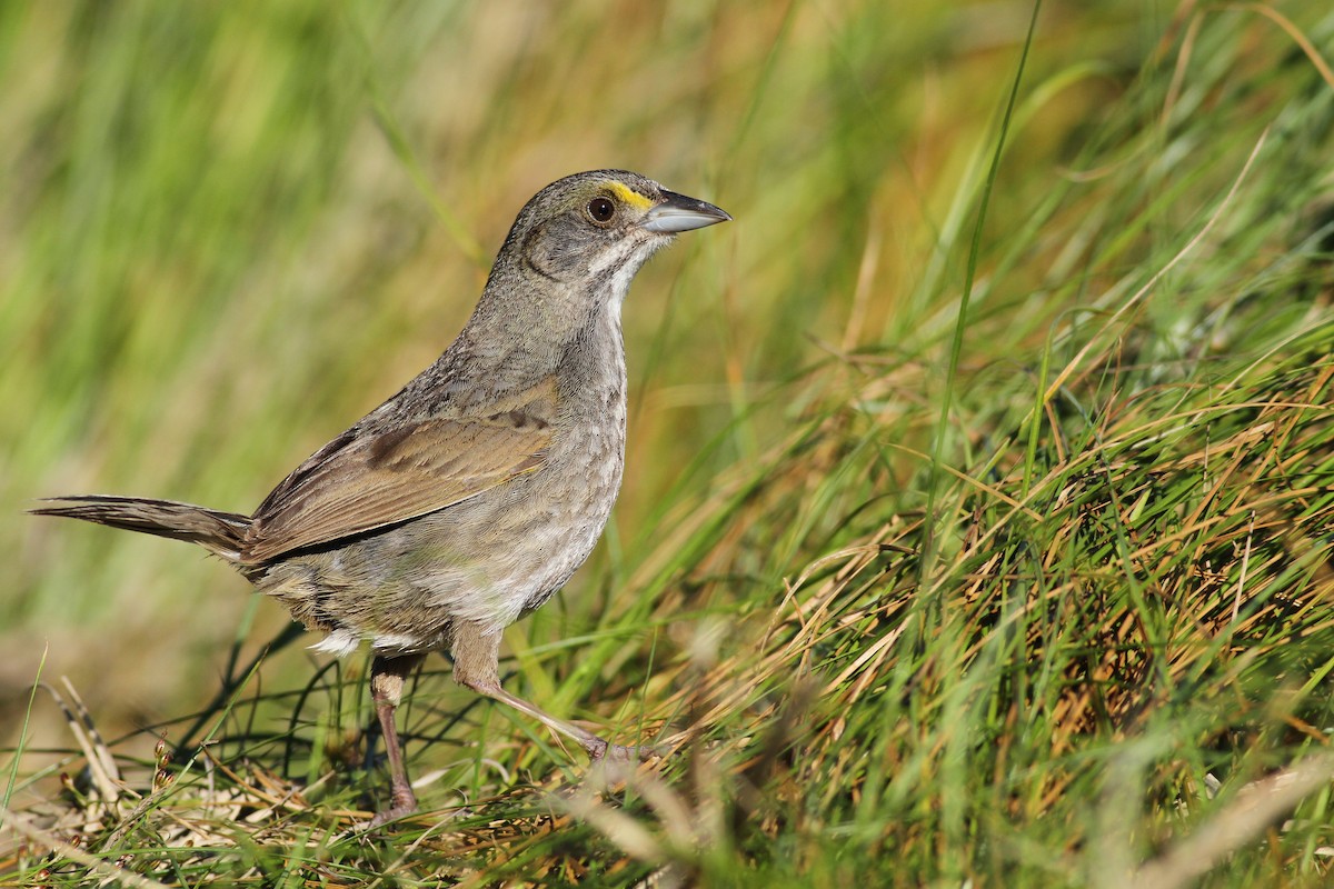 Seaside Sparrow (Atlantic) - ML61661651