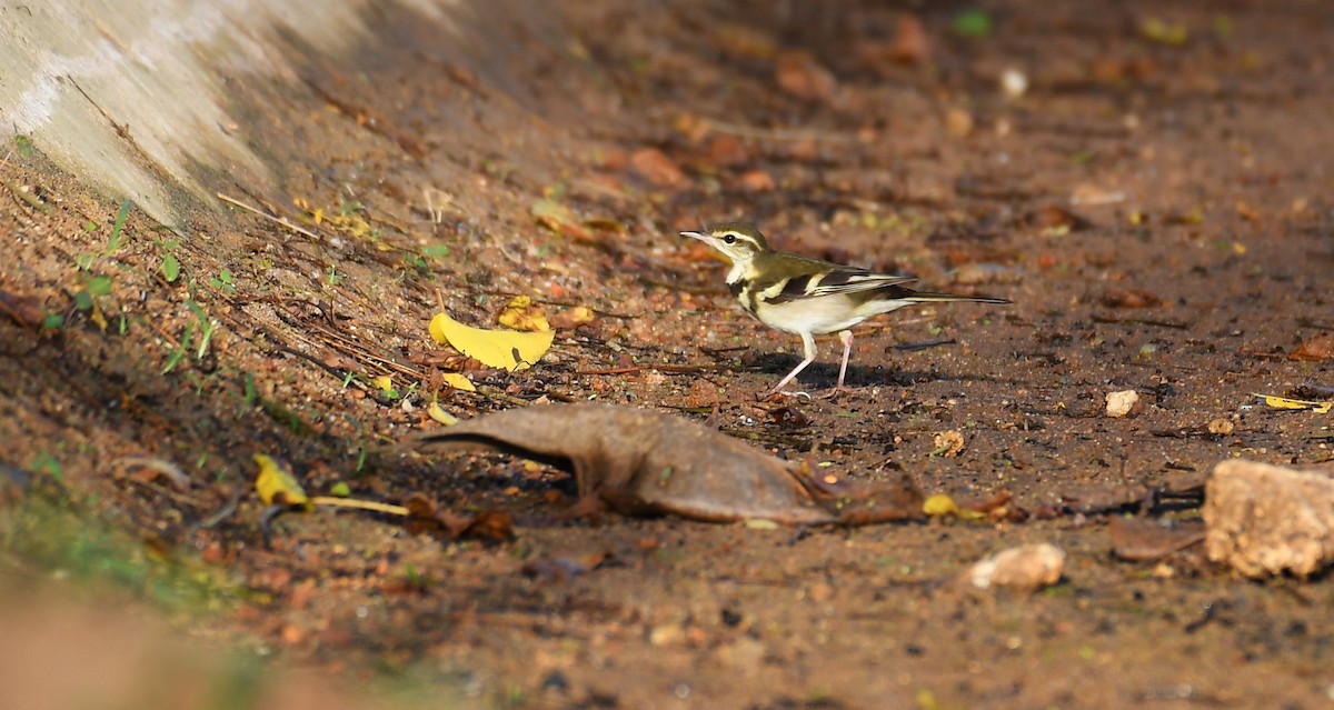 Forest Wagtail - ML616616510
