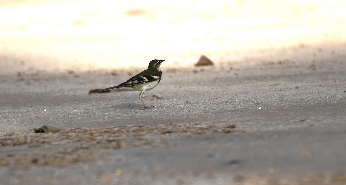 Forest Wagtail - ML616616516
