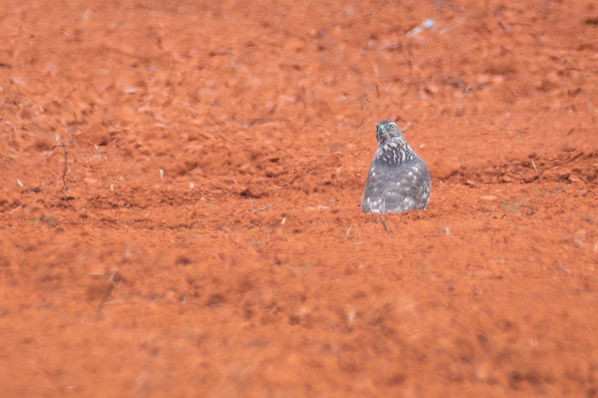 Eurasian Goshawk - ML616616518