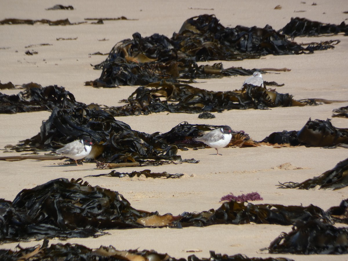 Hooded Plover - Jon Tiktin