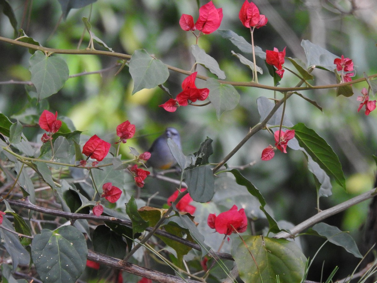 Jamaican Euphonia - Heath Harlan