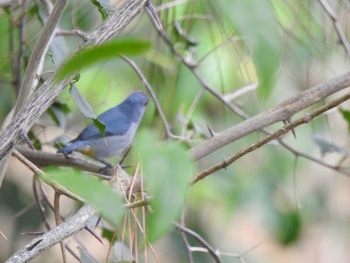 Jamaican Euphonia - ML616616521