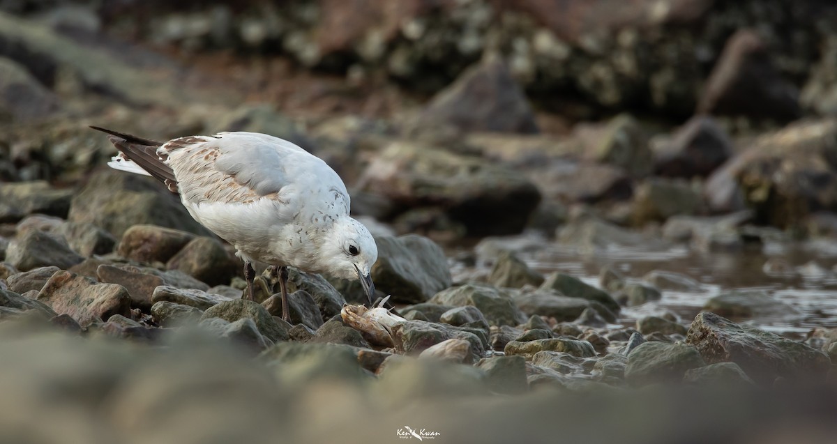 Gaviota Relicta - ML616616537