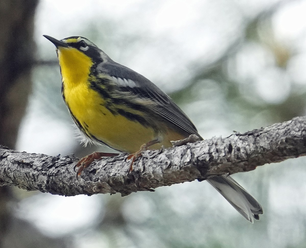 Bahama Warbler - Phil Davis