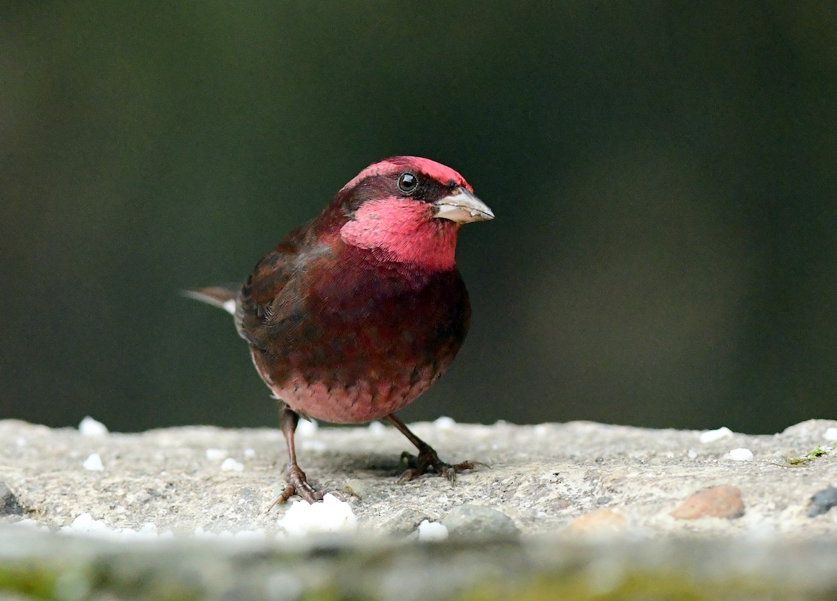 Dark-breasted Rosefinch - Ajoy Kumar Dawn